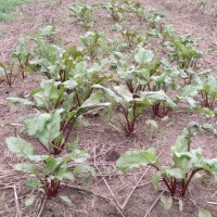 Beetroot from Tanzania
